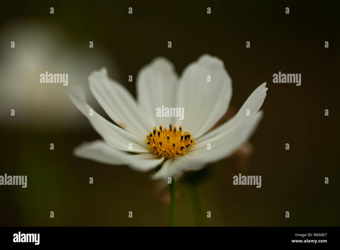 Jardin cosmos (Cosmos bipinnatus) avec des pétales blancs et un centre jaune. Banque D'Images