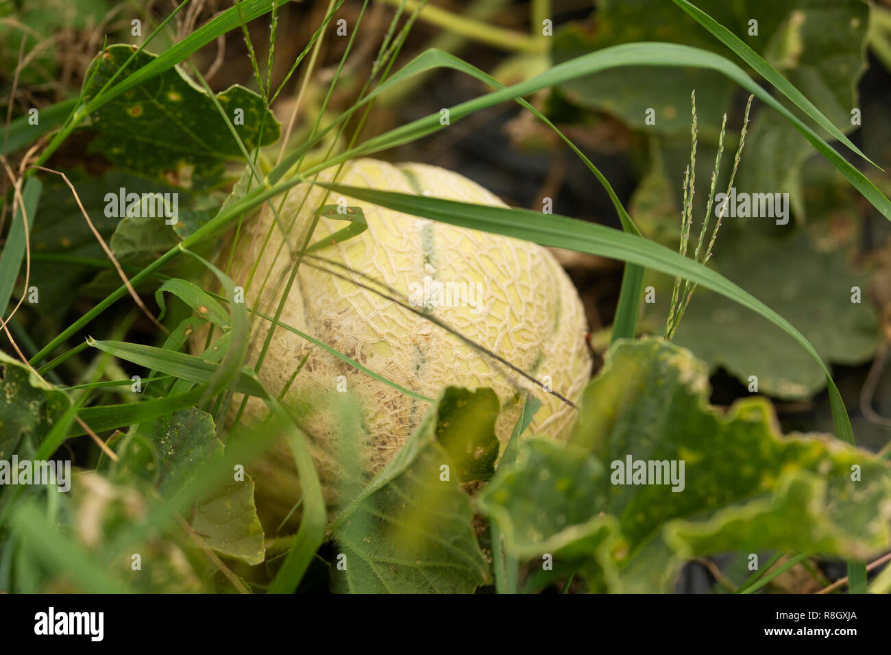 Un melon (Cucumis melo) croissant dans un jardin communautaire. Banque D'Images