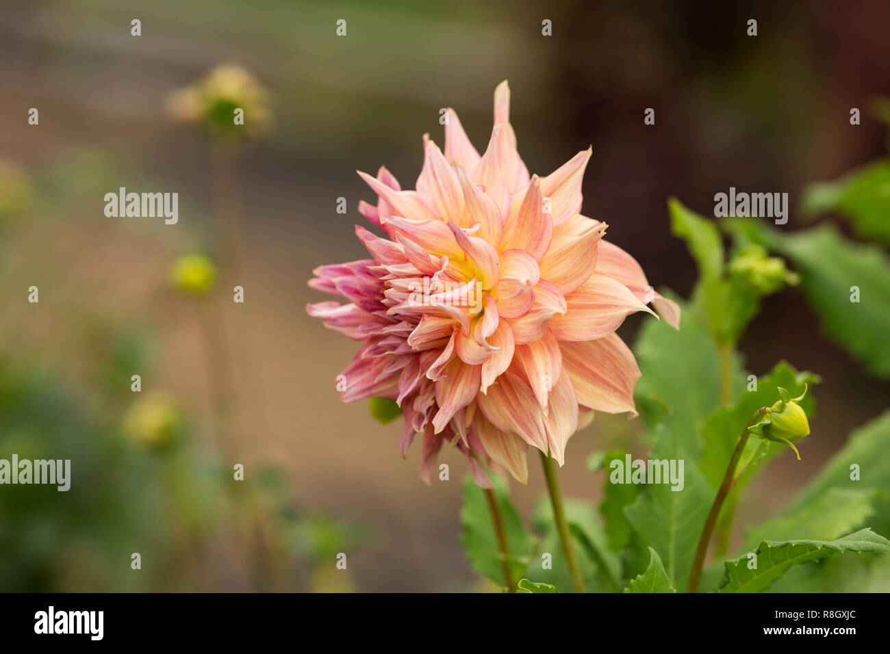 Jardin dahlia (Dahlia pinnata) dans les derniers jours de l'été. Banque D'Images