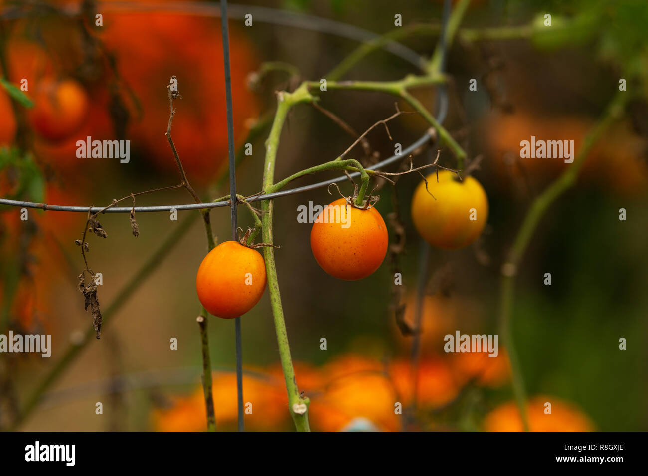 Les tomates cerise (Solanum lycopersicum var. cerasiforme) croissant sur une vigne dans un jardin communautaire. Banque D'Images