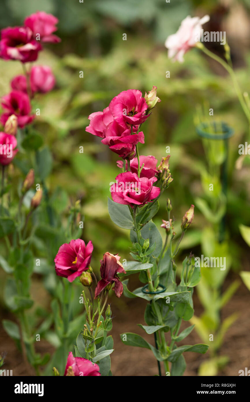 Gentiane des prairies (lisianthus ou Eustoma) croissant dans un jardin. Banque D'Images