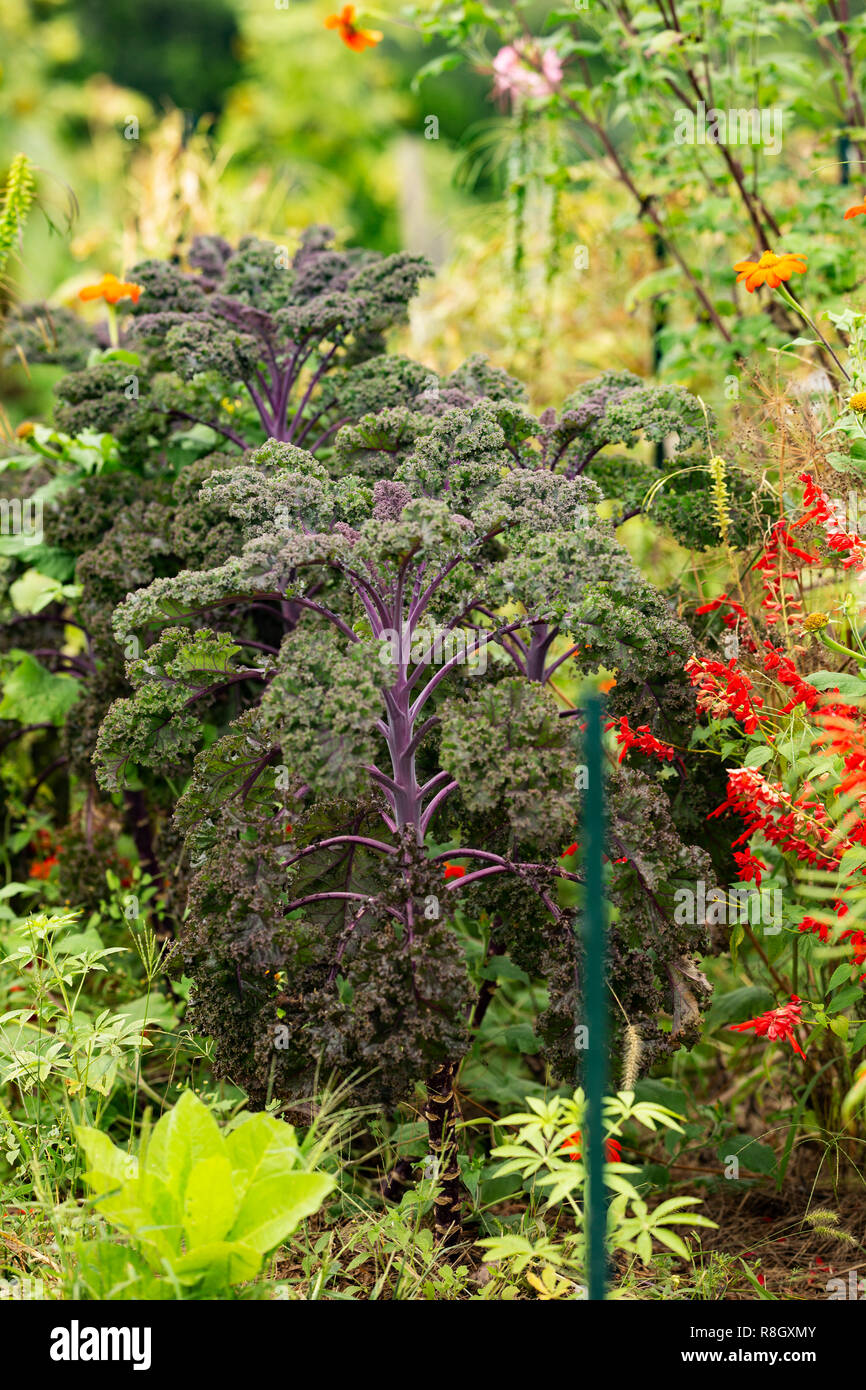 Purple kale (Brassica oleracea) ou des feuilles de plus en plus chou dans un jardin communautaire entourée de fleurs. Banque D'Images