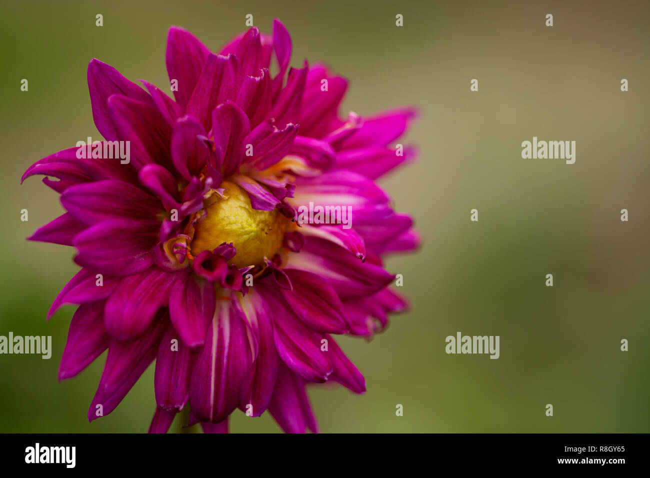 Un Dendrathema morifolium chrysanthème (rose) qui se développe dans un jardin d'automne. Banque D'Images