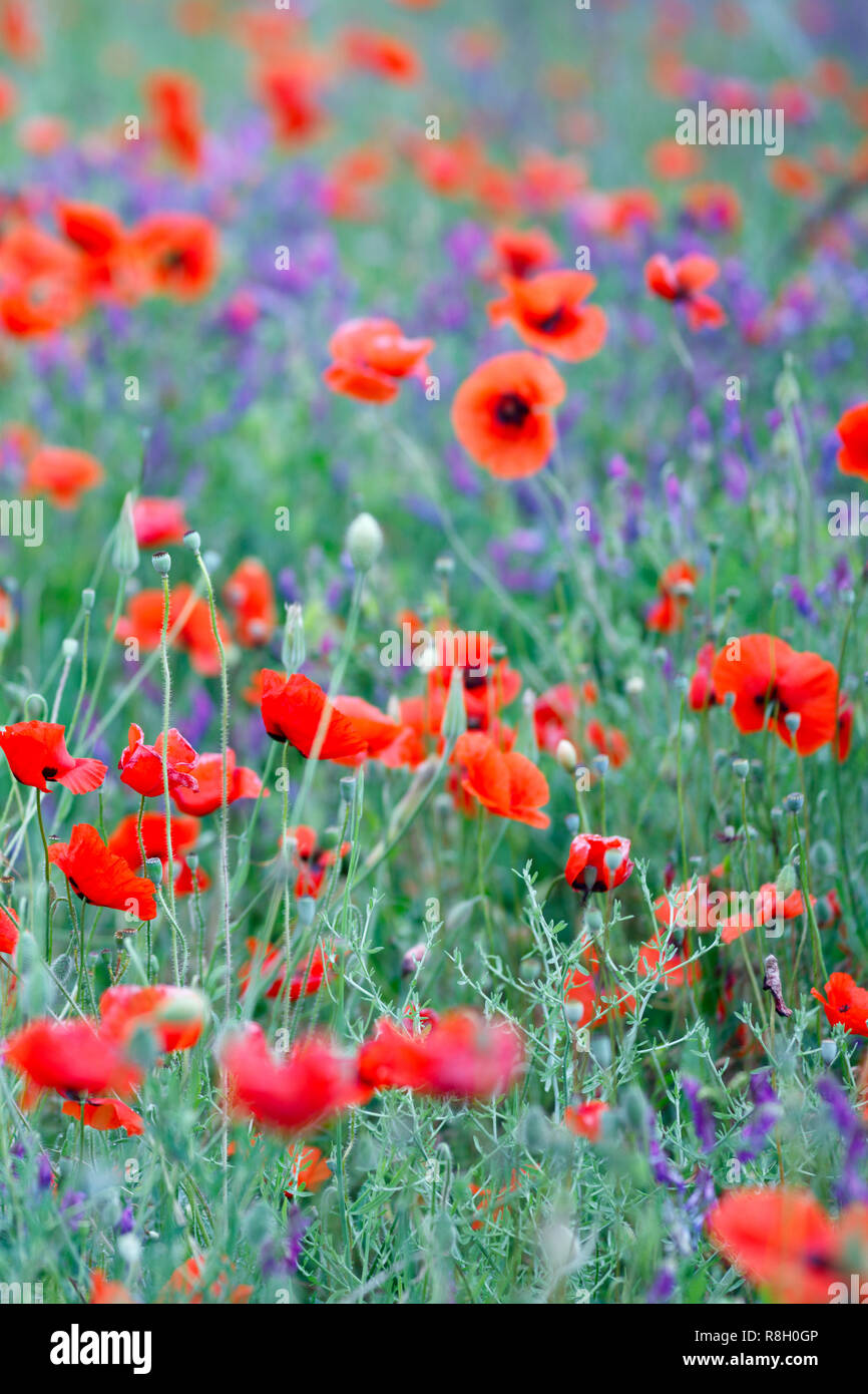 Belle fermer jusqu'au champ de coquelicots. Printemps Été nature background concept. Détente et d'inspiration fleurs nature arrière-plan. Soft focus, bokeh ba Banque D'Images