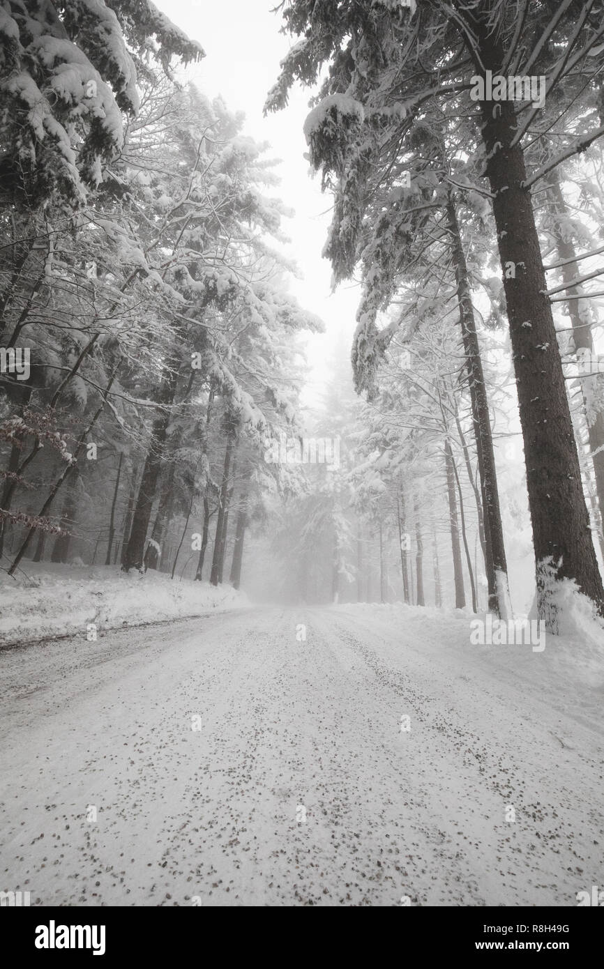 Route d'hiver couverte de neige.La forêt et la route dans la neige en Basse Autriche Banque D'Images