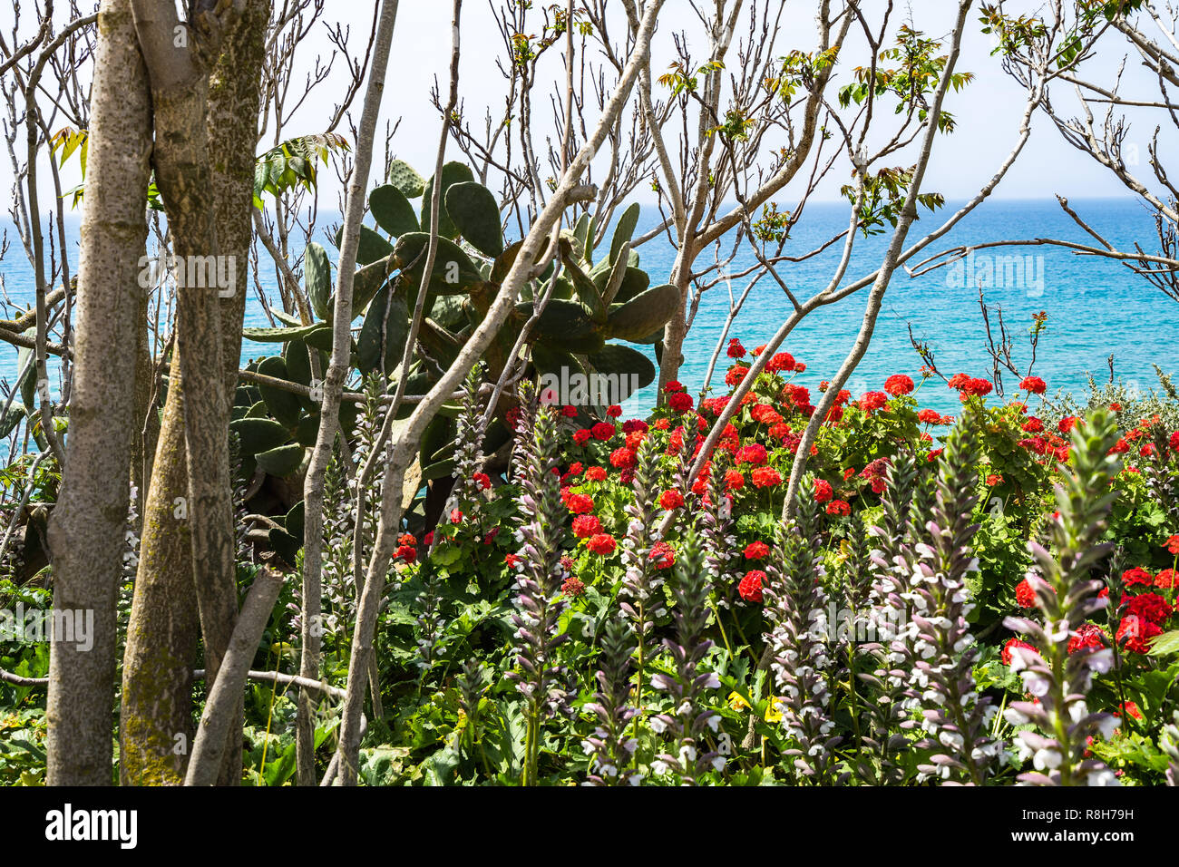 Plantes méditerranéennes et les fleurs rouges avec la mer en arrière-plan. Photo prise au parc archéologique de Selinunte, Castelvetrano, province de Trapani, Sicile, Banque D'Images