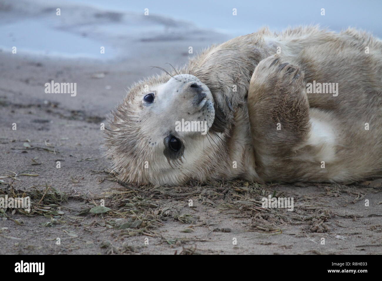 De Bebe Phoque A Fourrure Marron A Cape Cross Colonie La Namibie Safari Wildlife Photo Stock Alamy