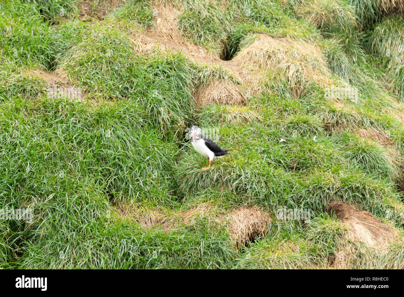 Macareux moine de Borgarfjordur fjord, est de l'Islande. La faune de l'Islande. Macareux moine commun. Fratercula arctica Banque D'Images
