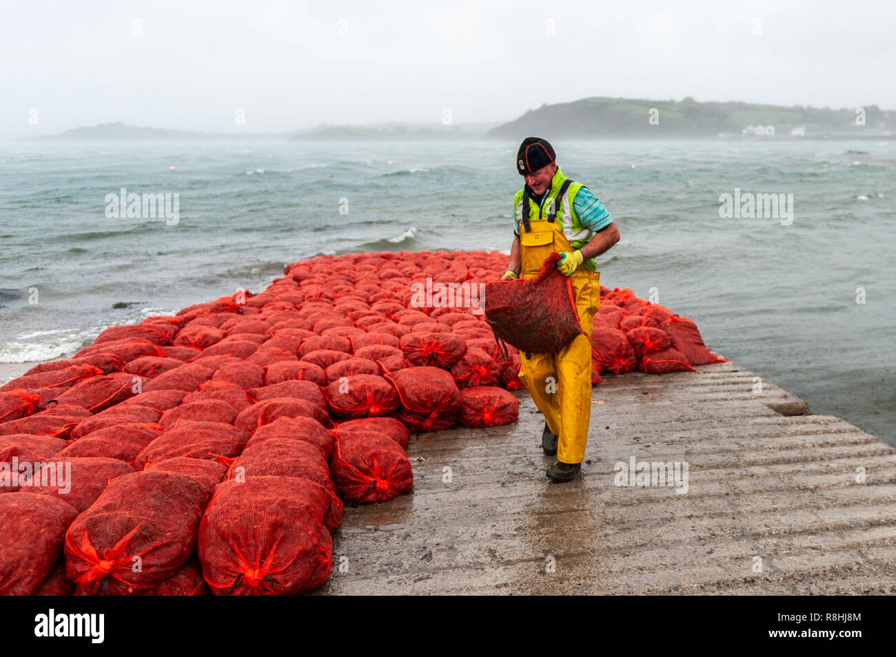 Bantry, West Cork, Irlande. Le 15 décembre, 2018. Un pêcheur local se déplace des sacs de moules sur Bantry cale pendant la formation de moules alors que les conditions météorologiques pendant les Deirdre. Les moules ont besoin de la formation pour leur long voyage en Italie. L'Alerte Météo Orange pour Wexford, Waterford, Cork et Donegal est en place jusqu'à 10h ce soir. Credit : Andy Gibson/Alamy Live News. Banque D'Images