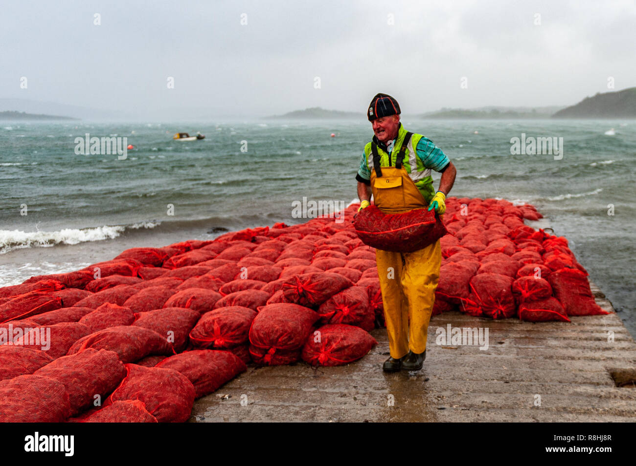 Bantry, West Cork, Irlande. Le 15 décembre, 2018. Un pêcheur local se déplace des sacs de moules sur Bantry cale pendant la formation de moules alors que les conditions météorologiques pendant les Deirdre. Les moules ont besoin de la formation pour leur long voyage en Italie. L'Alerte Météo Orange pour Wexford, Waterford, Cork et Donegal est en place jusqu'à 10h ce soir. Credit : Andy Gibson/Alamy Live News. Banque D'Images