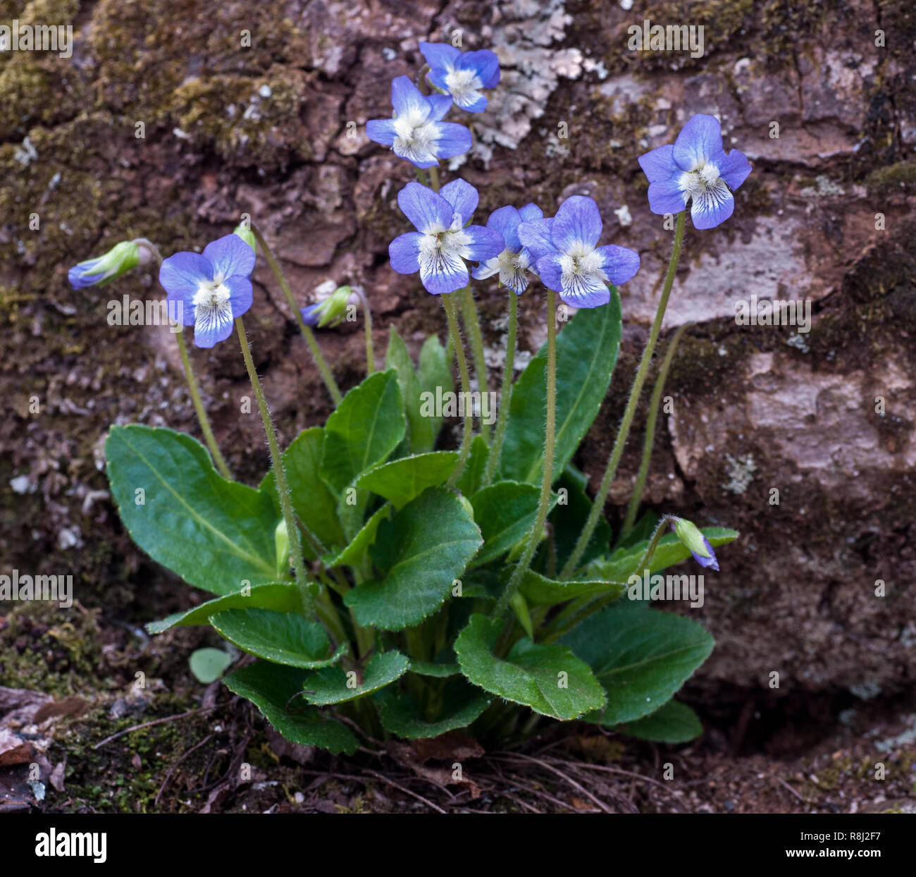 Violet-bleu laineux (Viola sororia), ou la sœur de violette, sur une colline rocheuse le long de la Blue Ridge Parkway dans les Blue Ridge Mountains de Virginie centrale je Banque D'Images