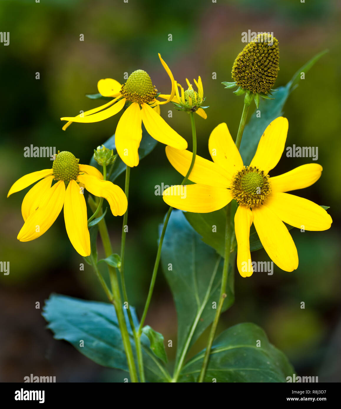 Cut-leaf coneflower (Rudbeckia laciniata) En Virginie centrale au début du mois d'août Banque D'Images