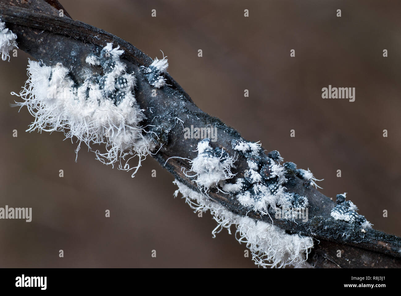 L'aulne laineux (pucerons Prociphilus tessellatus) durant l'hiver en Virginie centrale. Chacun de le noir, bleu-noir blanc-pucerons sécrète de la laine comme filame Banque D'Images