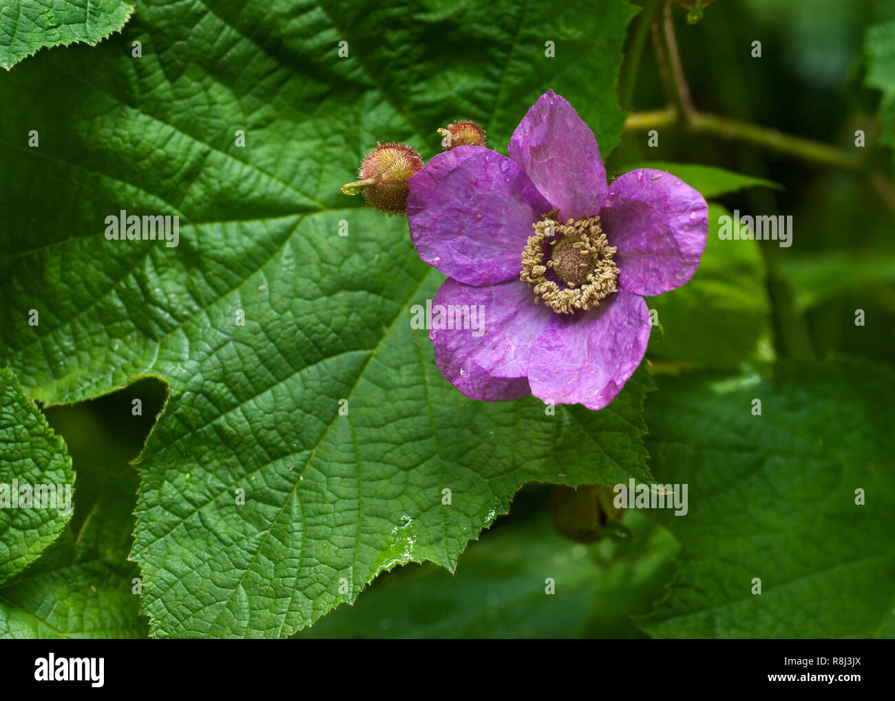 Purple-floraison framboisier (Rubus odoratus) dans le sud-ouest de la Virginie en début de juin Banque D'Images