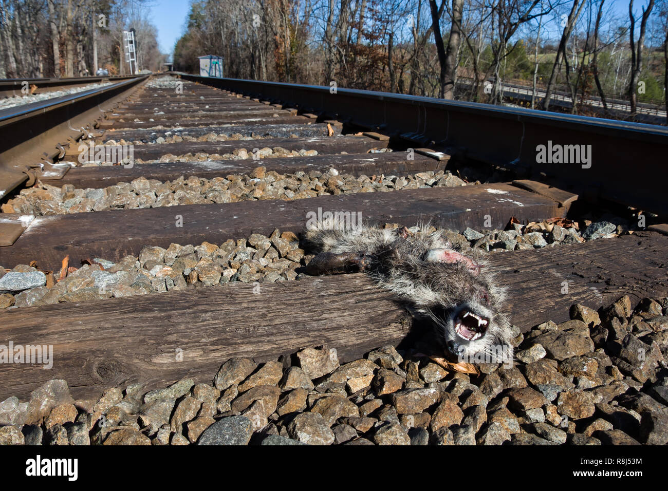 Le raton laveur (Procyon lotor) tué par le train en Virginie centrale à la mi-Novembre Banque D'Images