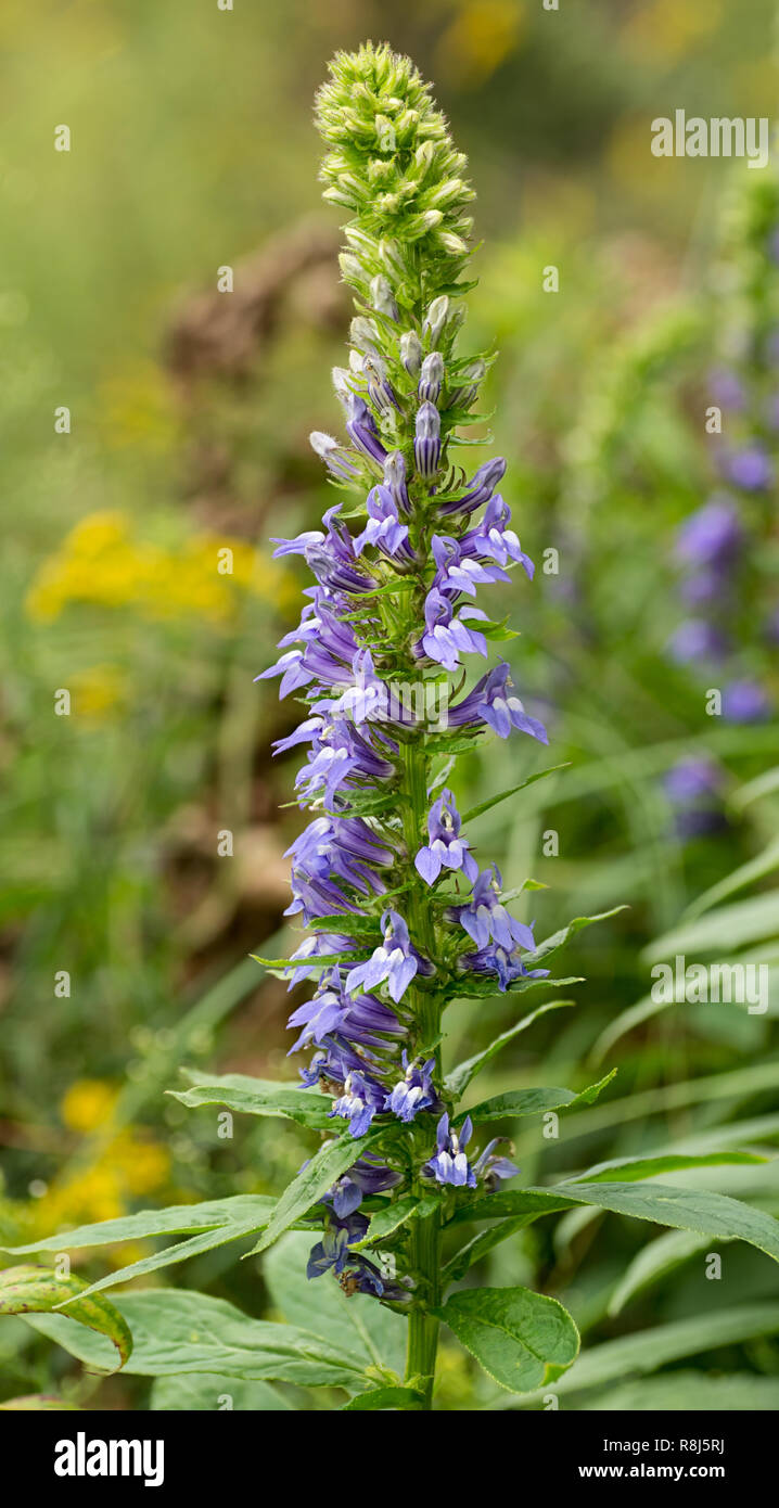 Grand bleu lobélie (Lobelia siphilitica) plante qui pousse dans des milieux humides en Virginie centrale. Banque D'Images