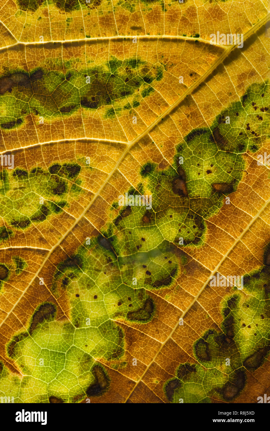 Feuilles présentant rétroéclairé,primaire, secondaire et teriary veines. Dans les veines du xylème transporte l'eau et des minéraux du sol à toutes les cellules d'une feuille et phlo Banque D'Images