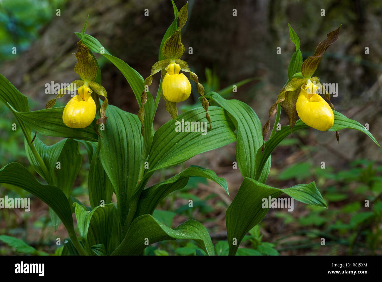 Yellow Lady's-chaussons (Cypripedium calceolus), une grande orchidée originaire d'Amérique du Nord, allant du sud de l'Alaska à l'Est du Canada et le sud dans Banque D'Images