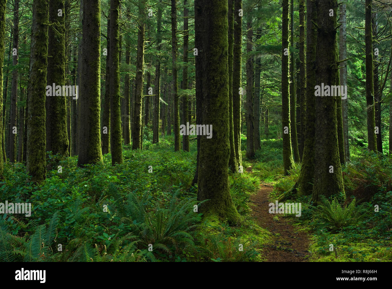 Sentier de la crête de cuisiniers à Cape Perpetua, Oregon, par le biais de l'épinette de Sitka, la pruche occidentale, et d'autres arbres. Banque D'Images