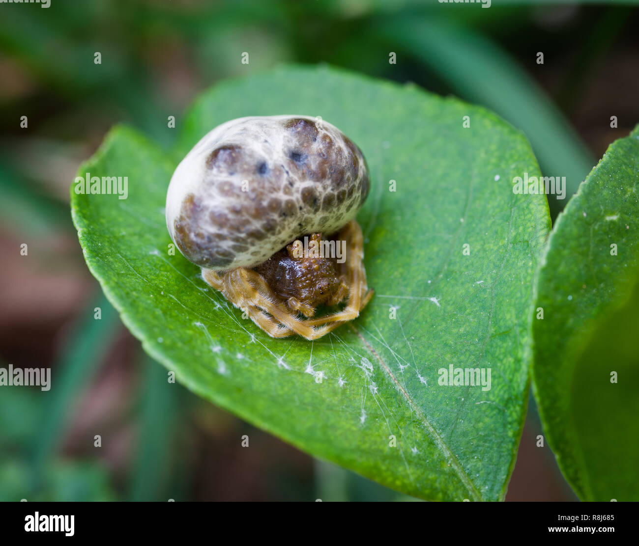 American bolas spider (Mastophora hutchinsoni) attaché à feuilles avec des  fils de soie pendant jour froid et venteux. Cette araignée dégage des  arômes qui imitent Photo Stock - Alamy