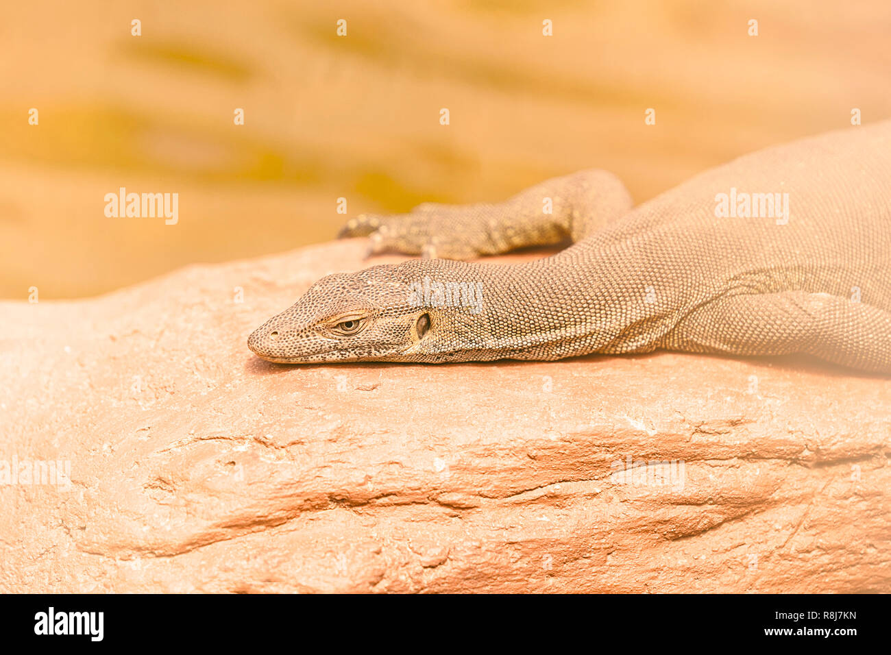 Lizard sur pierre orange Banque D'Images