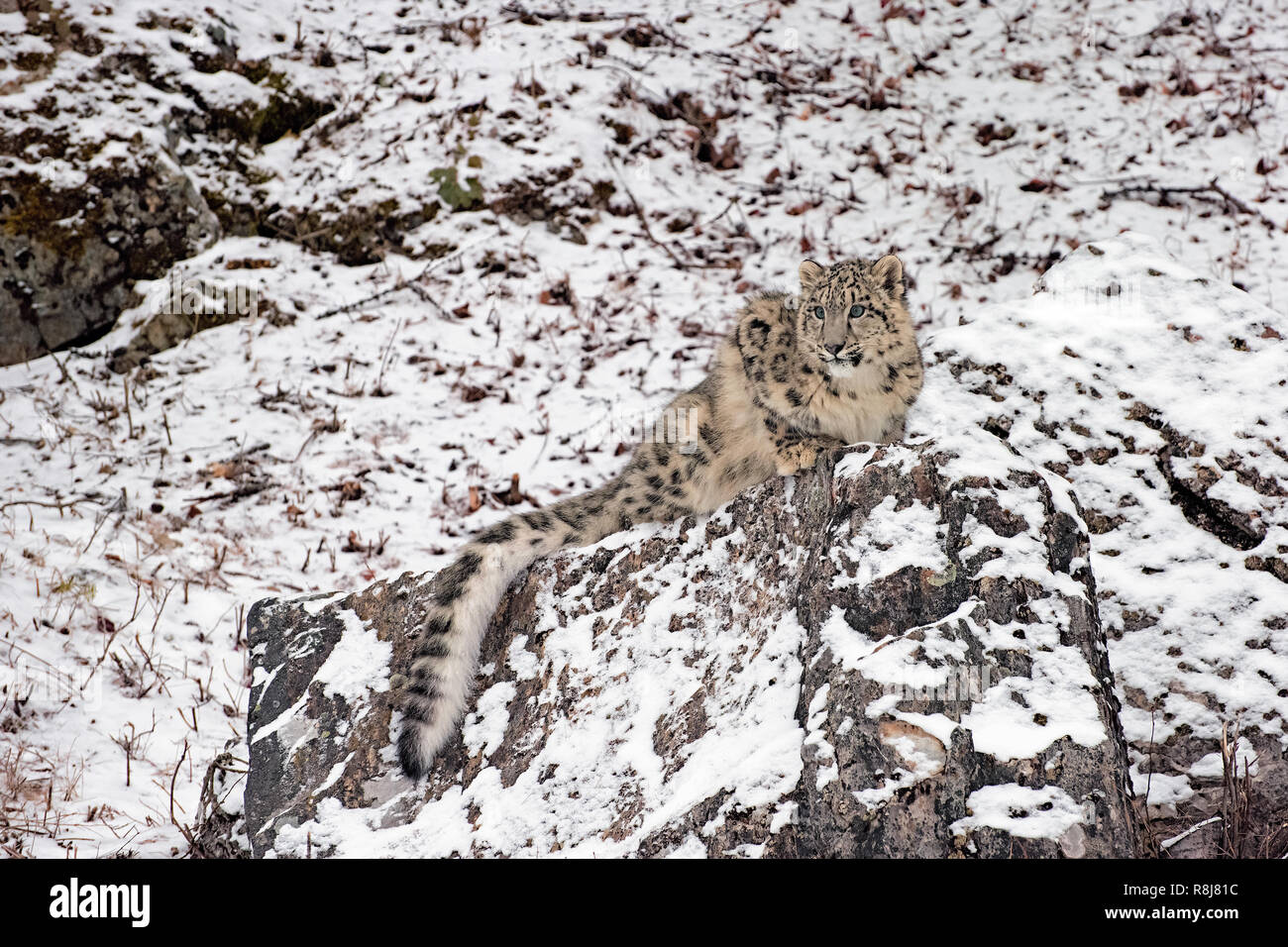 Snow Leopard Cub dans la neige, accroupi au sommet d'une barre rocheuse Banque D'Images