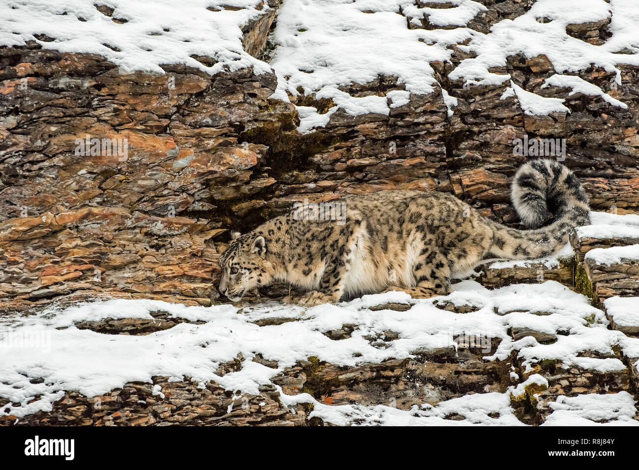 Snow Leopard s'accroupit sur une falaise rocheuse à l'hiver dans la neige Banque D'Images