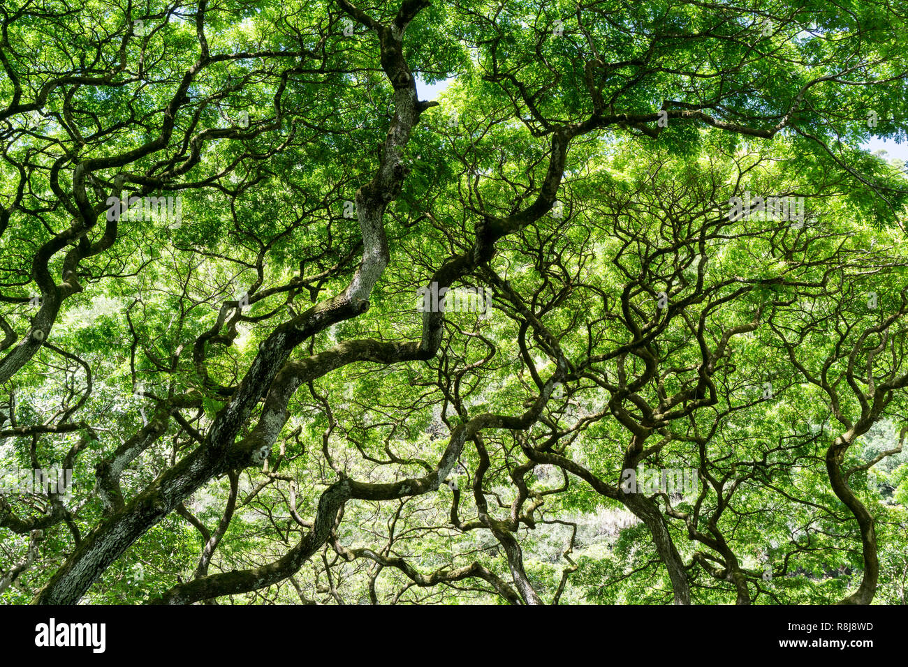Grand arbre Monkeypod, branches et feuillage - Oahu, Hawaii Banque D'Images
