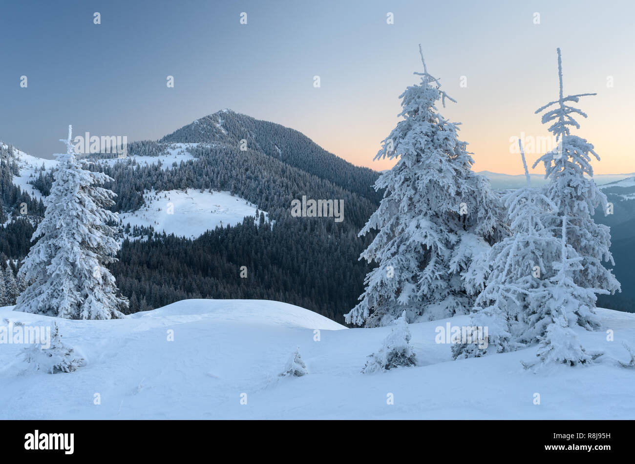 Paysage d'hiver dans les montagnes. Sapins et de forêts sur les pentes. Crépuscule du matin avant l'aube. Carpates, l'Ukraine, l'Europe Banque D'Images