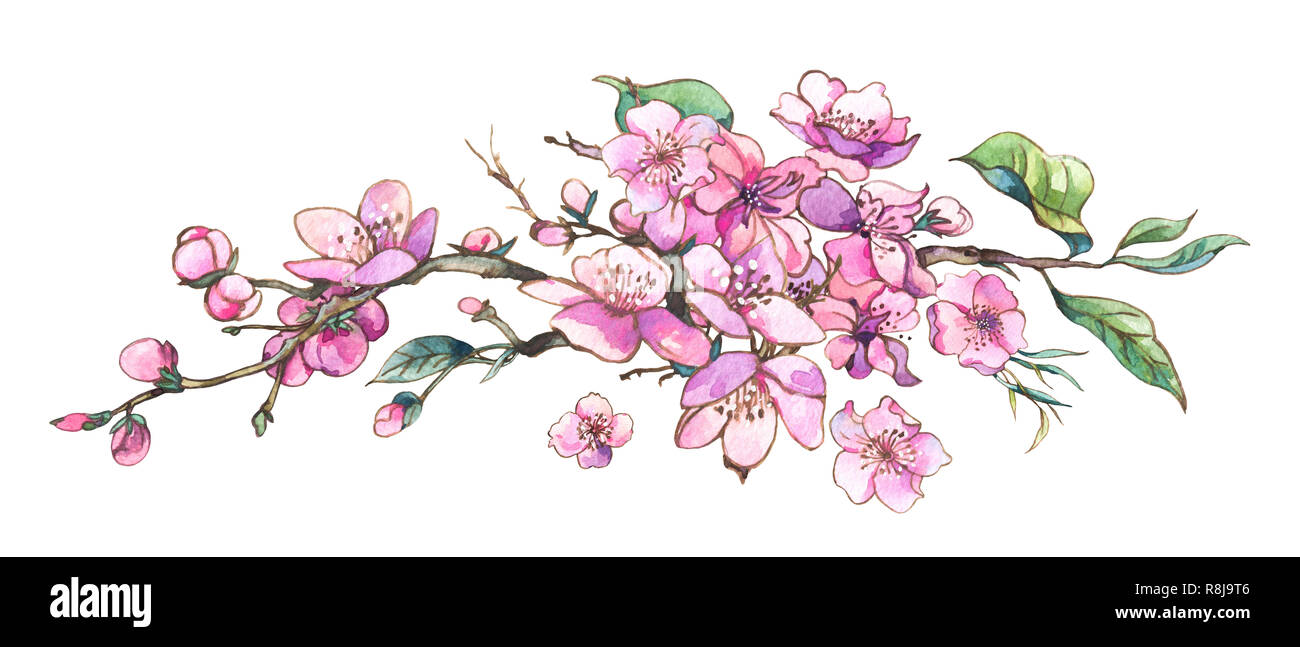 Vintage printemps aquarelle de branches en fleurs rose cherry pêche, poire, pomme, sakura, arbres isolés floral illustration botanique Banque D'Images