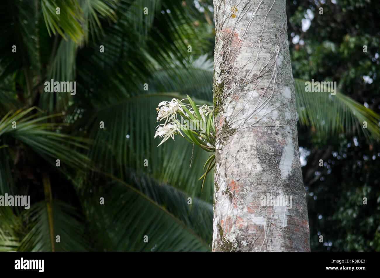 Orchidées sur les arbres Banque D'Images