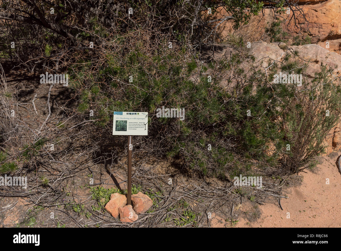 TRUITJIESKRAAL, AFRIQUE DU SUD, le 24 août 2018 : une asperge sauvage à Truitjieskraal dans le Cederberg Montagnes de la Province du Cap occidental. L'informat Banque D'Images