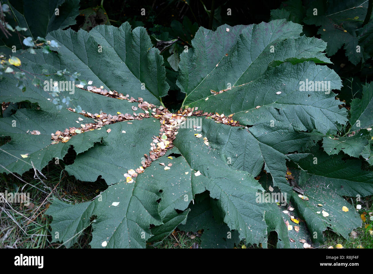 Gunnera tinctoria,feuilles,DE,feuillage,la collecte des détritus,jardin,en désordre,RM,Floral Banque D'Images