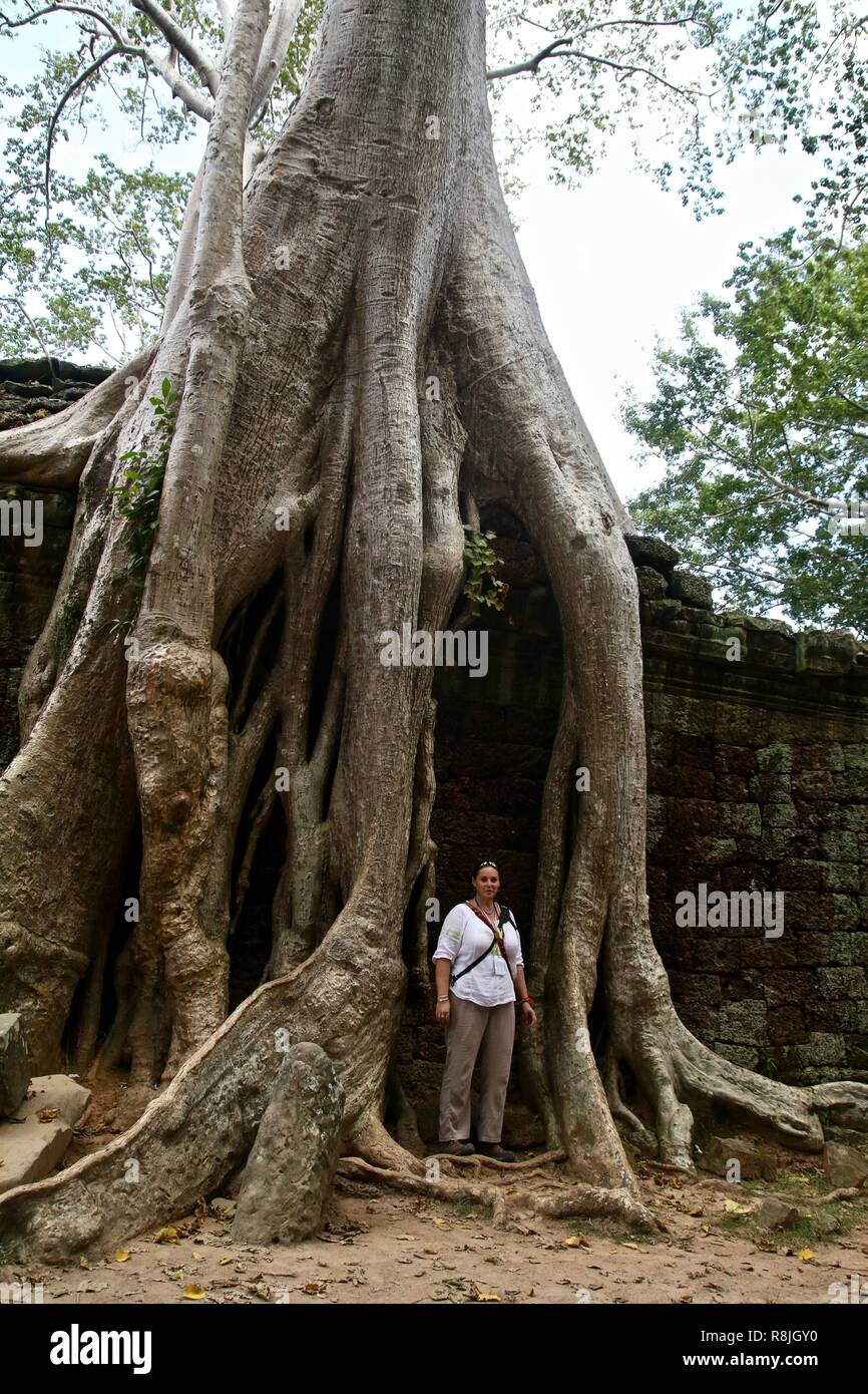 Une femme debout dans les racines d'un figuier énorme croissant sur les ruines de la jungle au temple Ta Prohm à Siem Reap, Cambodge Banque D'Images