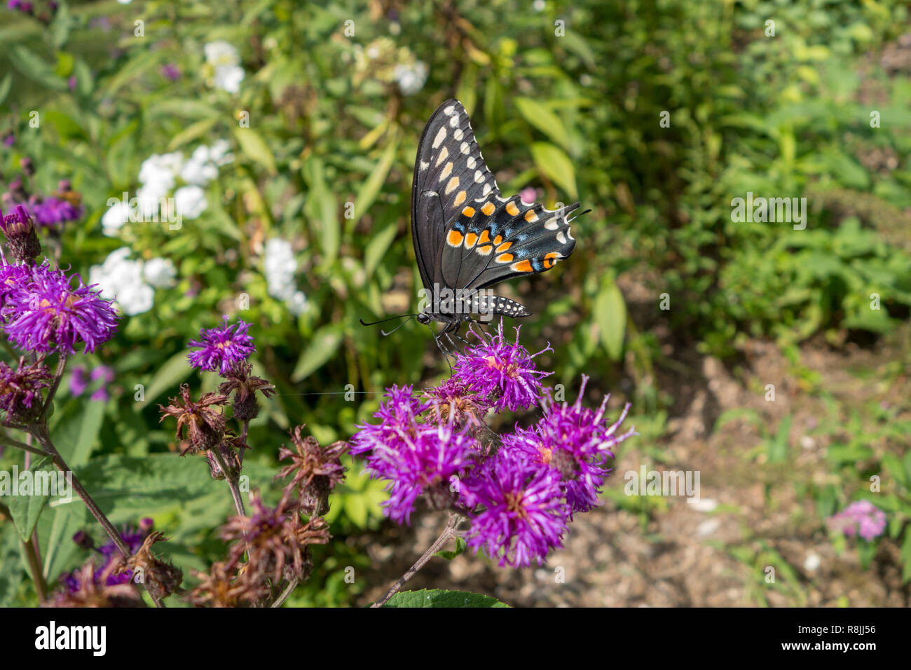 Papillon noir sur violet fleur dans un jardin outdorr Banque D'Images