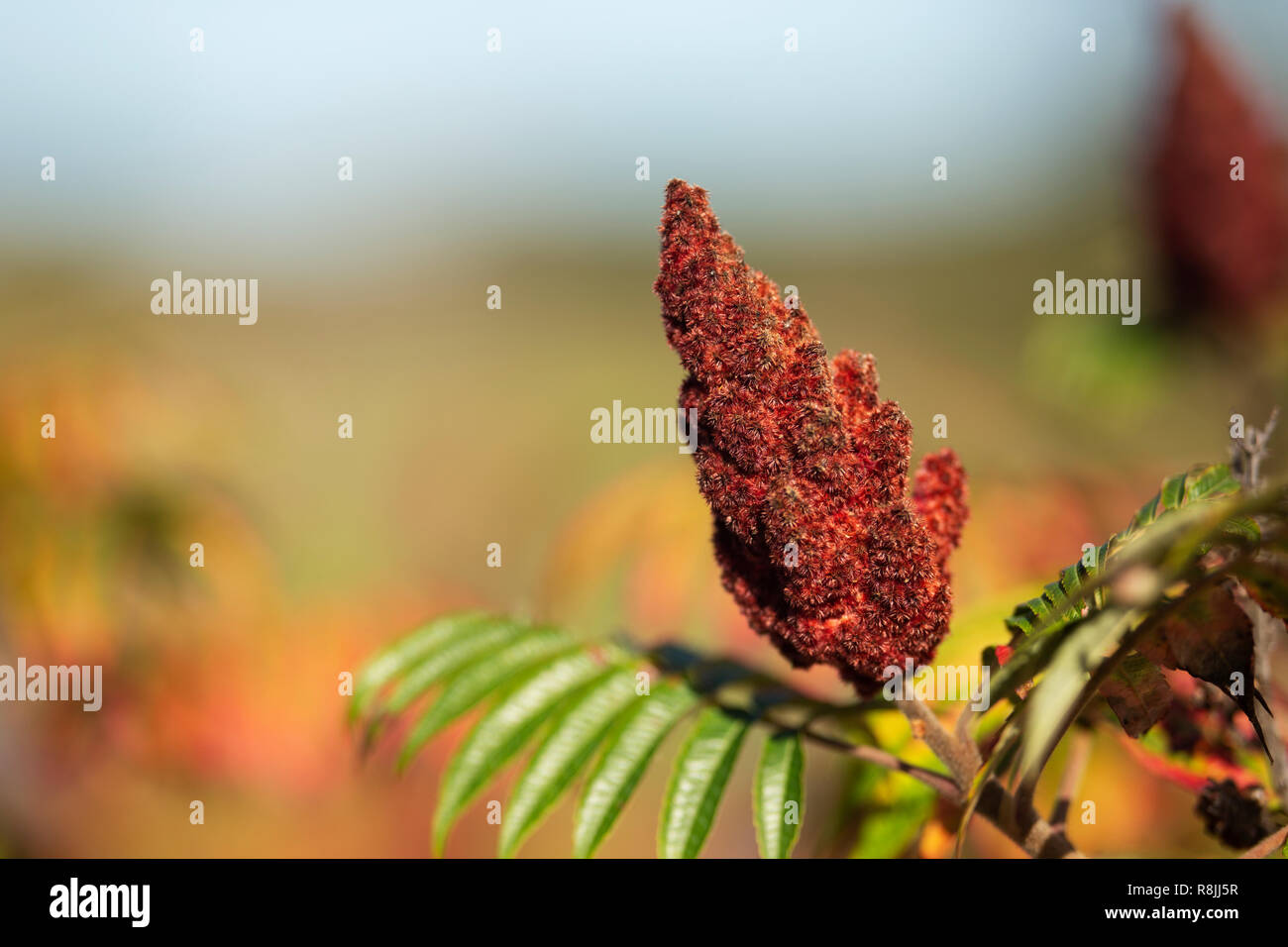 Vinaigrier (Rhus typhina) en automne, poussant le long d'une entrée d'côtières à Scarborough, dans le Maine. Banque D'Images