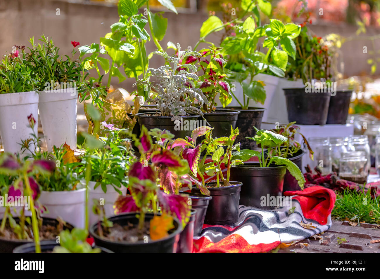 Plantes en pot en vente sur le bas-côté de la route Banque D'Images