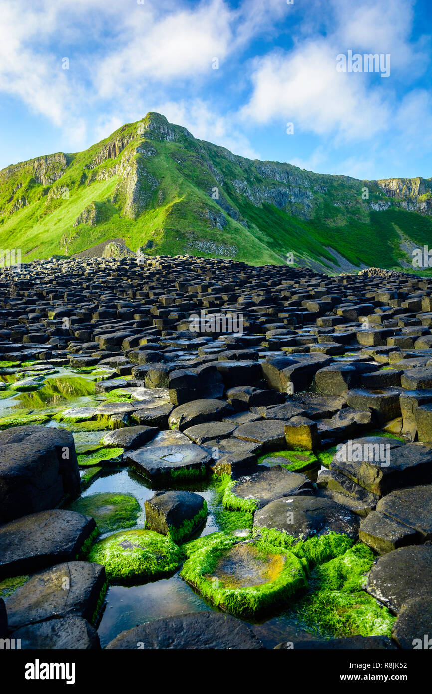 Giant's Causeway à la matinée, dans le Nord de l'Irlande Banque D'Images