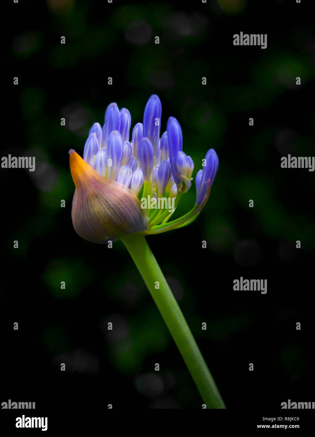 Close up of a Agapanthus fleur originaire d'Afrique. Banque D'Images