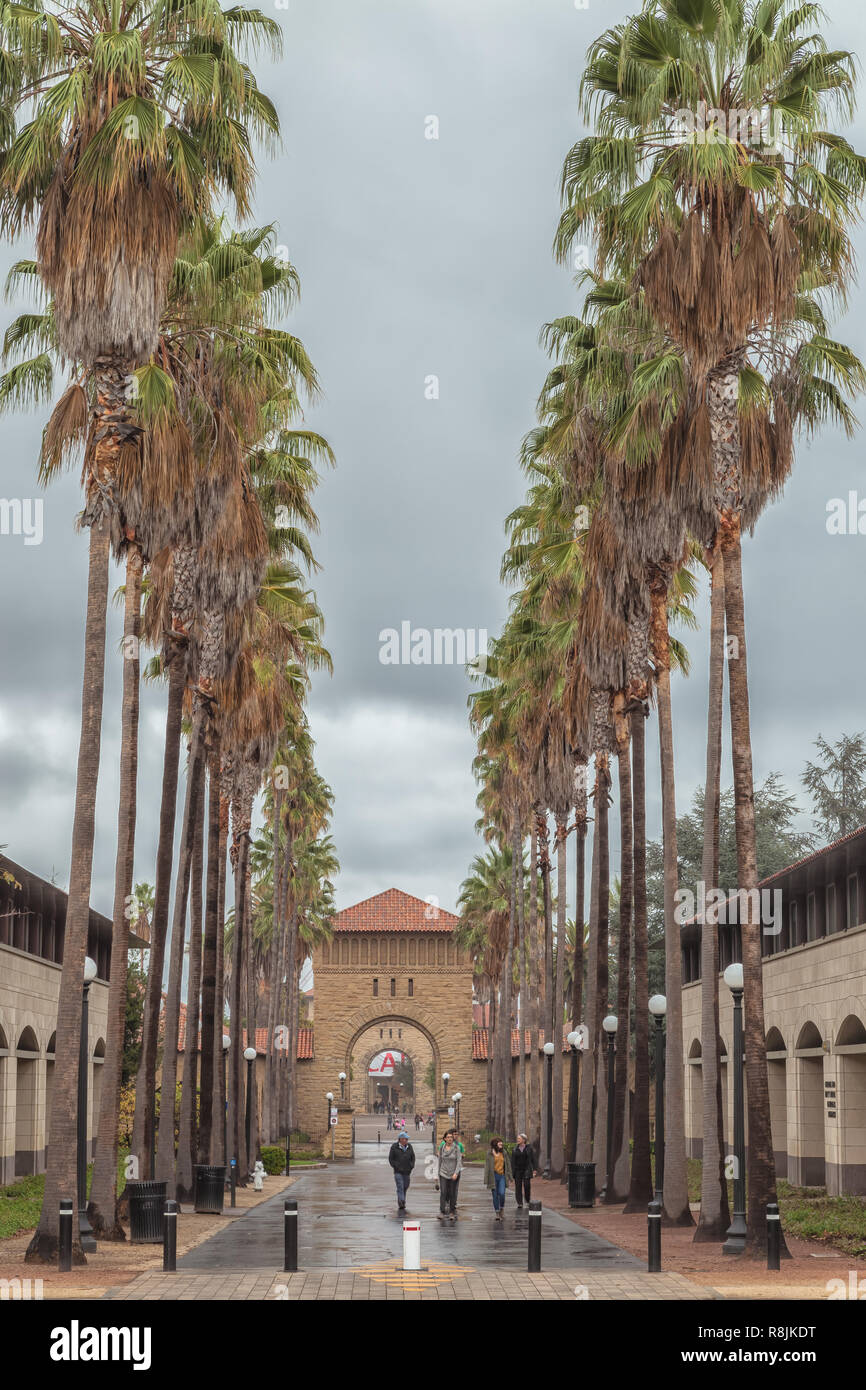 Palmiers à la Stanford University Campus, Palo Alto, Californie, États-Unis. Banque D'Images