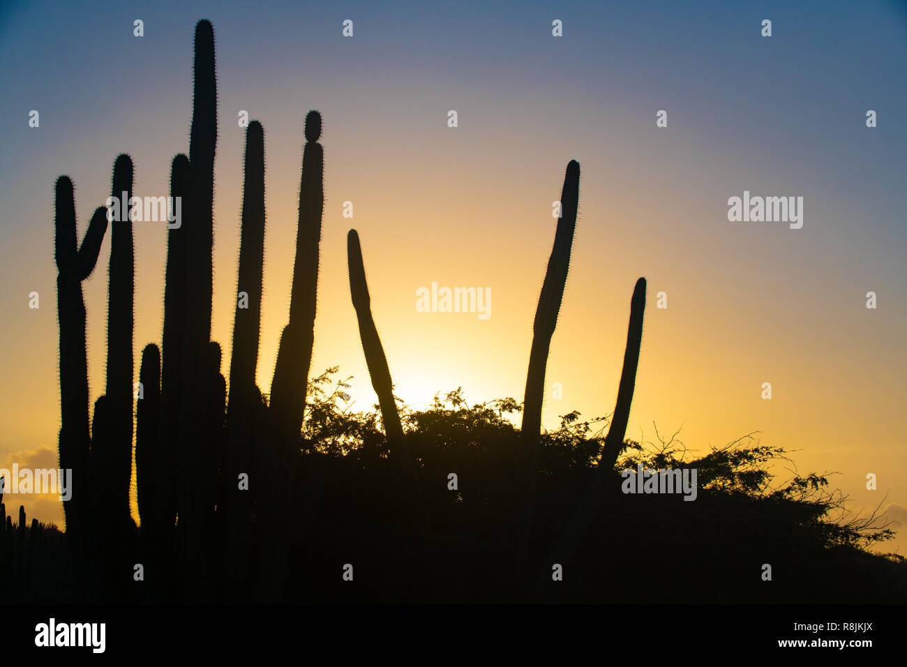 Le Parc national Arikok - Cactus au coucher du soleil paysage Aruba - Stenocereus griseus - cactus originaire de l'usine d'Aruba - cactus columnaires - desert landscape scene Banque D'Images