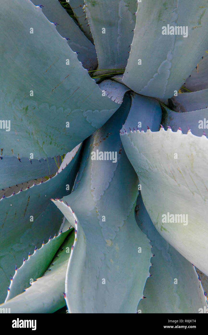 Aruba - paysage Stenocereus griseus - bush cactus originaire de l'usine d'Aruba au coucher du soleil - aka cactus columnaires - Aruba désert et océan des Caraïbes Banque D'Images
