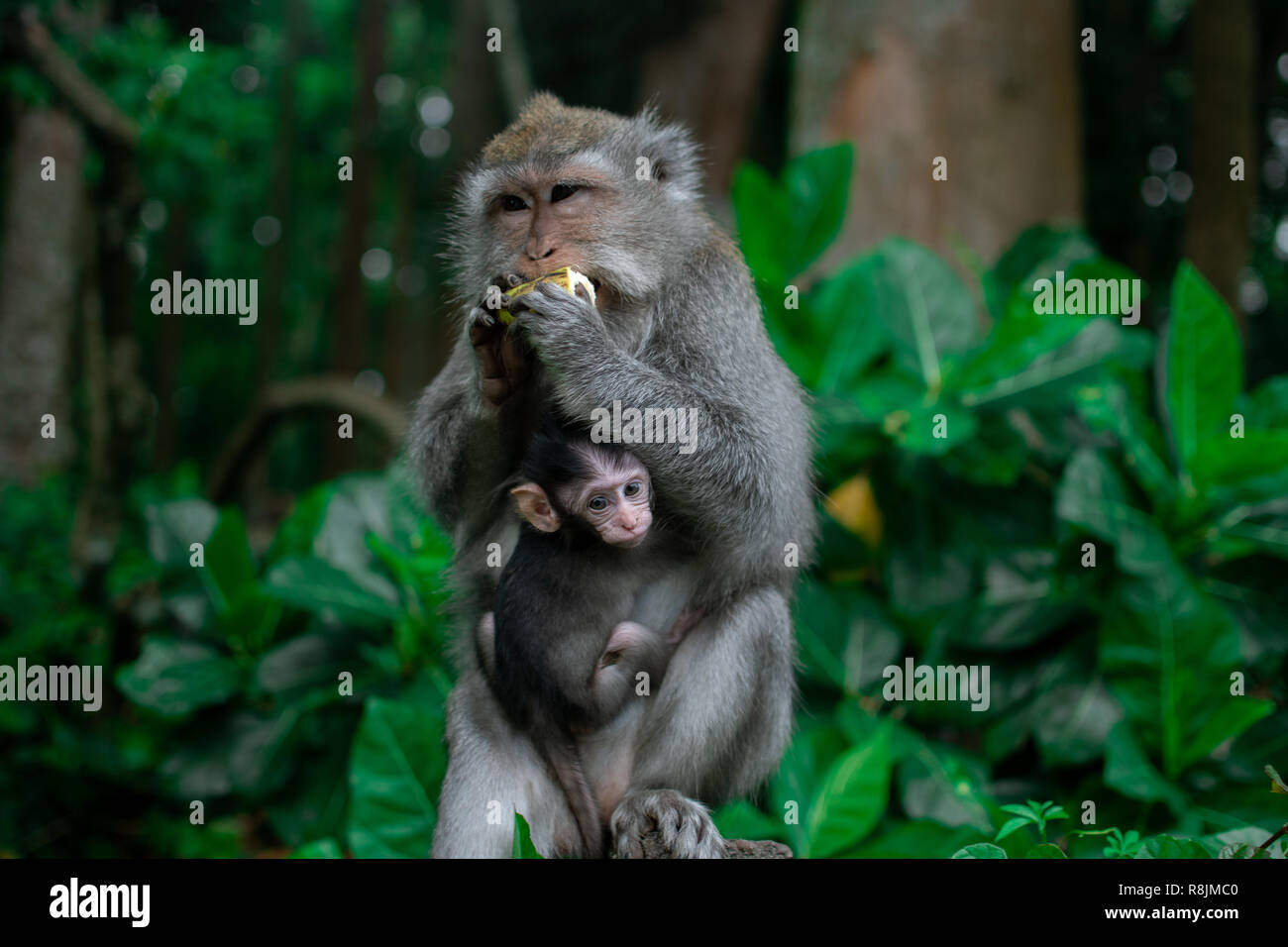 Singe Mignon Banque De Photographies Et D Images A Haute Resolution Alamy