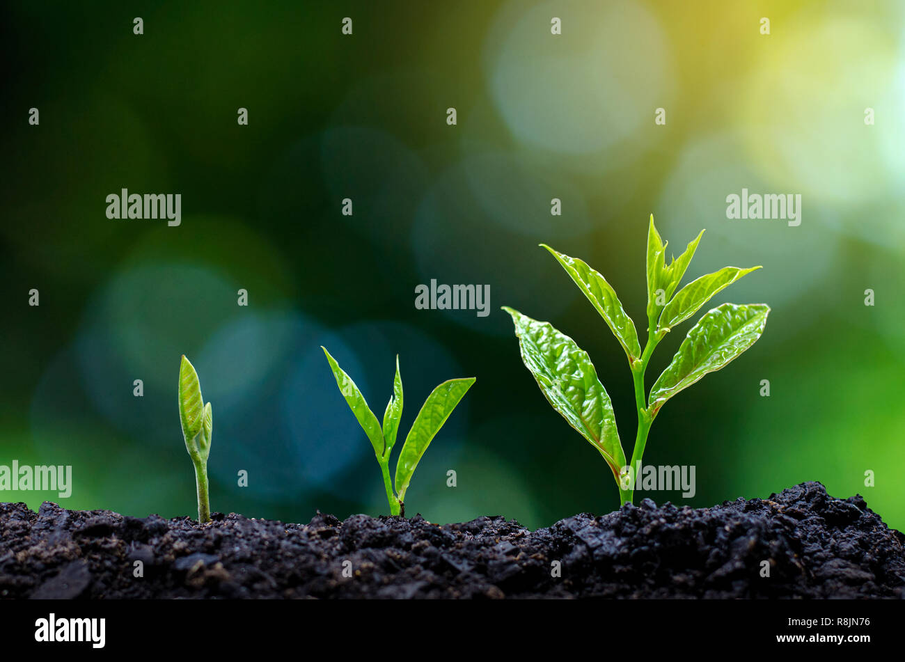 Développement de la croissance des semis Semis plantation jeune plant dans la lumière du matin sur fond nature Banque D'Images