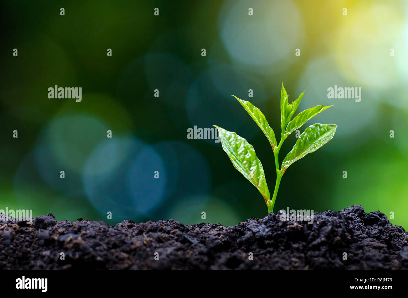 Développement de la croissance des semis Semis plantation jeune plant dans la lumière du matin sur fond nature Banque D'Images