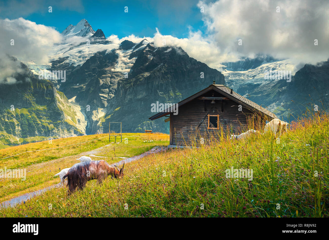 Été spectaculaire paysage alpin, le pâturage des chèvres et fille de montagnes avec des glaciers étonnants en arrière-plan, Grindelwald, Oberland Bernois, Suisse Banque D'Images