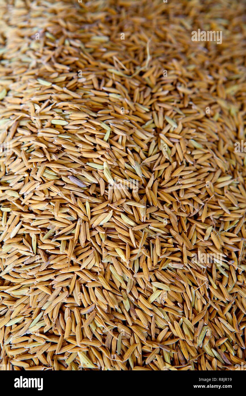 La Thaïlande, le riz thaïlandais, récoltés et pelées à la machine Banque D'Images