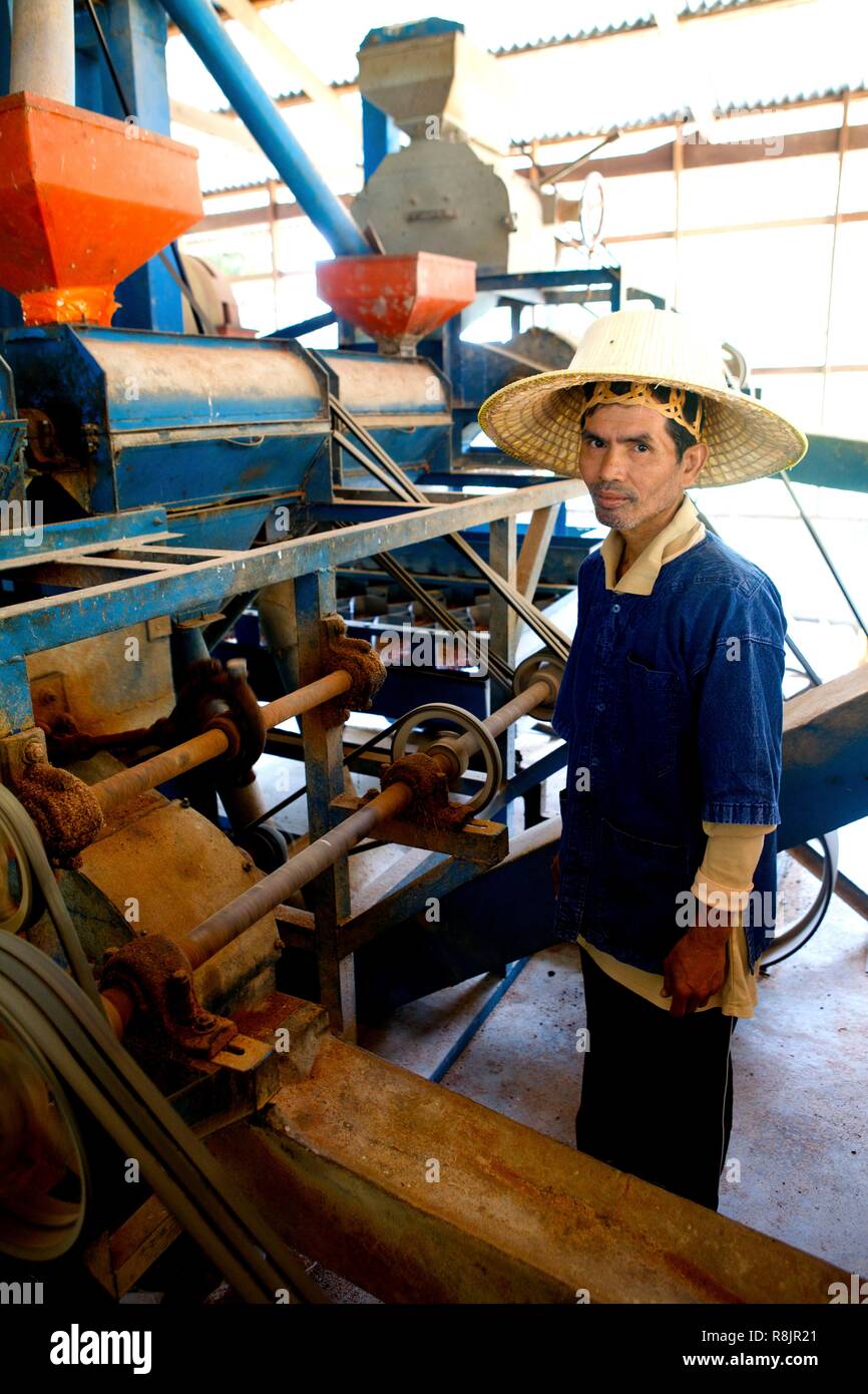 La Thaïlande, le riz thaïlandais, récoltés et pelées à la machine Banque D'Images