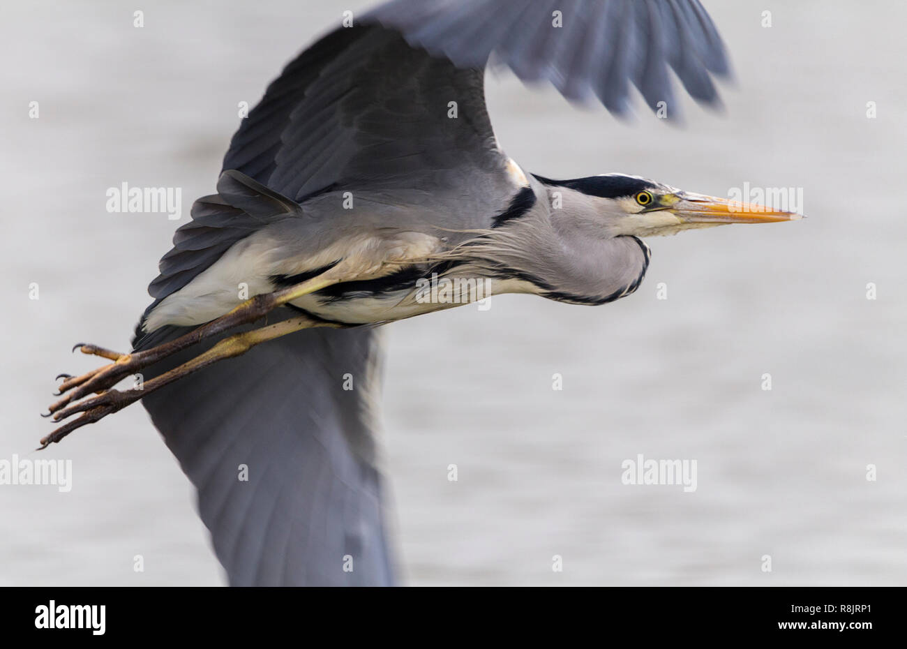 Grey Heron (Ardea cineria) en vol capturées à la réserve sauvage de Warnham UK. Plumage noir et blanc gris sharp dagger comme bill et rétracté du cou. Banque D'Images