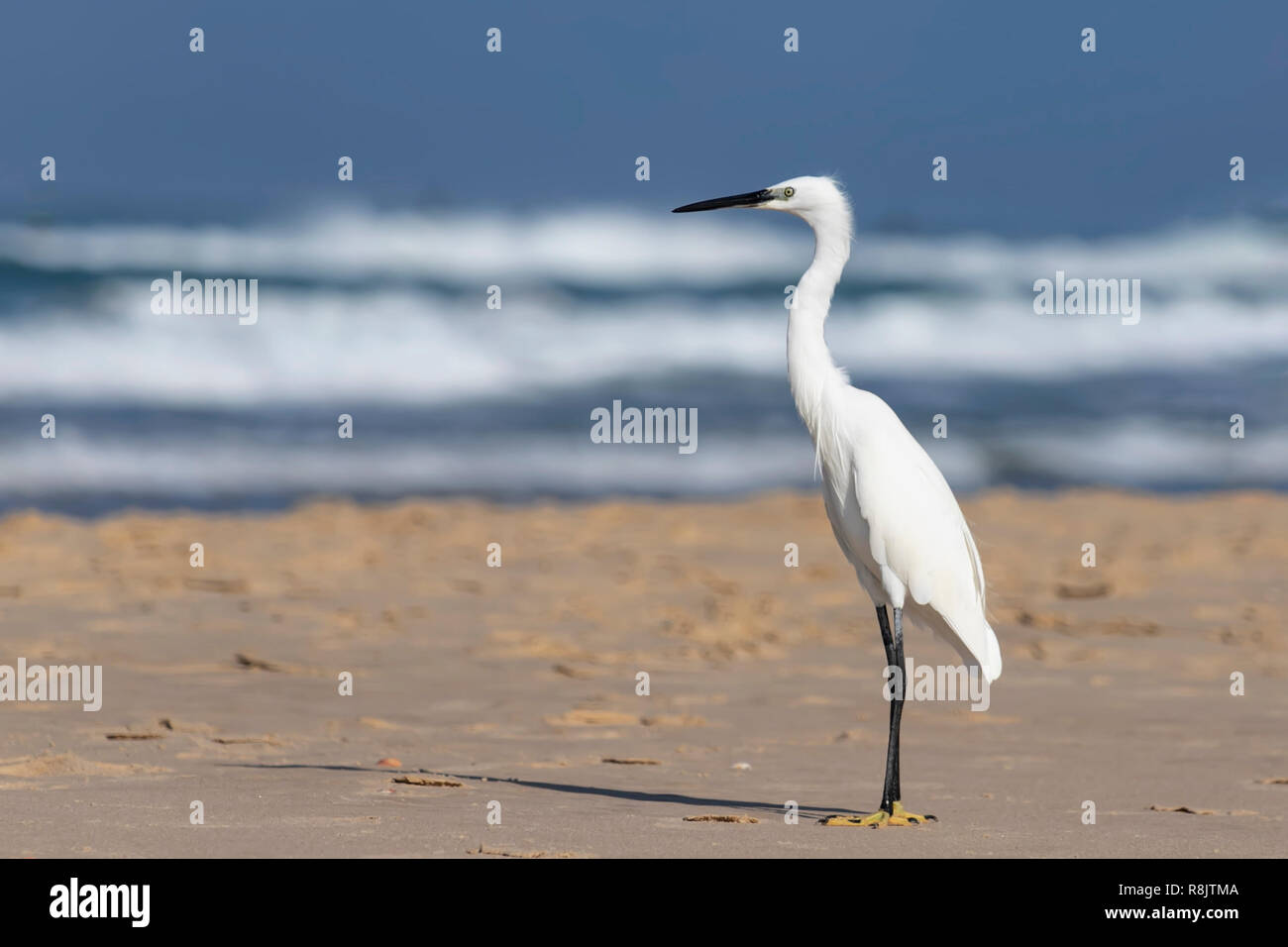 Petit Oiseau Héron Blanc Sur Le Sable Sur La Plage Israël